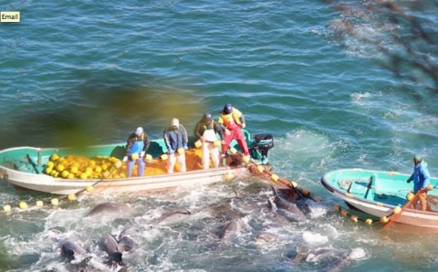 Thumbnail image for Japan dolphin hunting receives international criticism